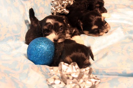havanese-puppies
